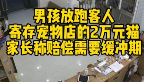 男孩放跑了客人寄存宠物店的2万元猫!这猫找回来了吗?