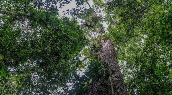树中之王——亚马逊雨林发现一棵树龄起码400年有25层楼高的大树