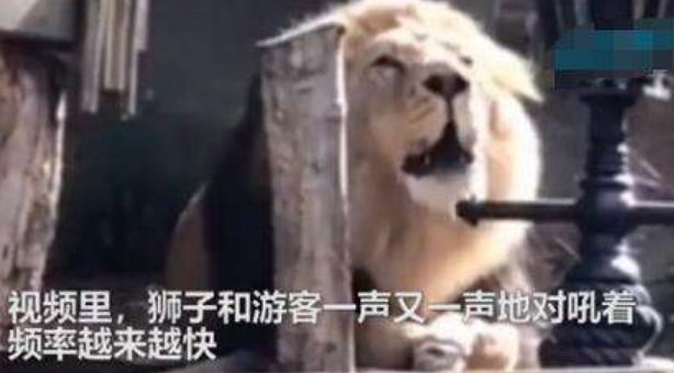 对于动物园狮子与游客对吼,网友对此事是如何调侃的?