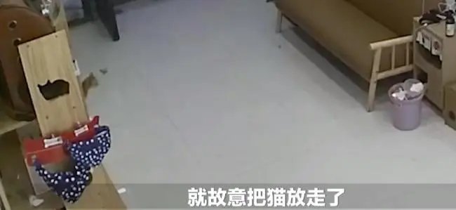 男孩放跑了客人寄存宠物店的2万元猫!这猫找回来了吗?
