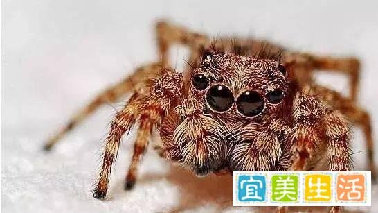 哪些宠物既便宜又好养?十大便宜好养的宠物!
