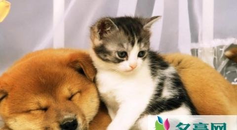 深圳立法禁食猫狗是真的吗 有哪些国家或地区禁止吃狗肉
