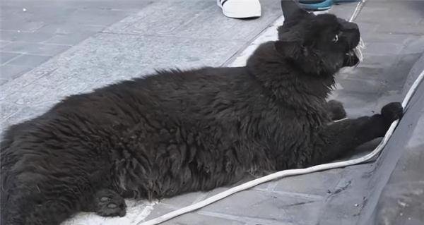 有点离谱,缅因猫竟因太胖被误当猞猁?猞猁和猫都表示很无语