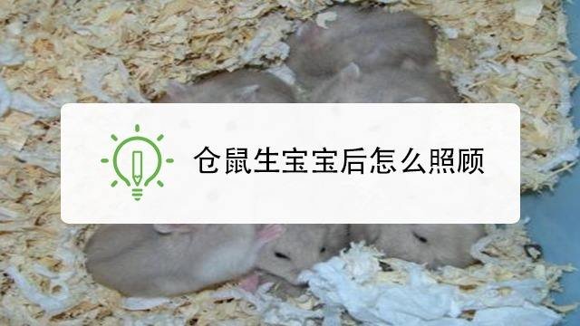 如何判断仓鼠怀孕怀了多少天
