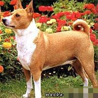 贝生吉犬喜欢什么样的生活环境？