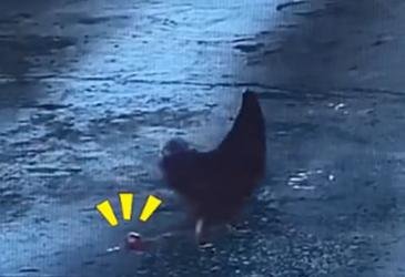 吉林通化一母鸡路过收费站下完蛋拔腿就跑，网友们对这一幕是如何评价的？