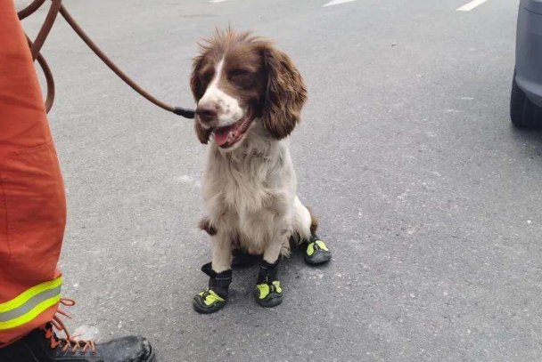 泉州酒店搜救犬贝贝四肢感染 ，现在这只搜救犬的身体情况怎么样？