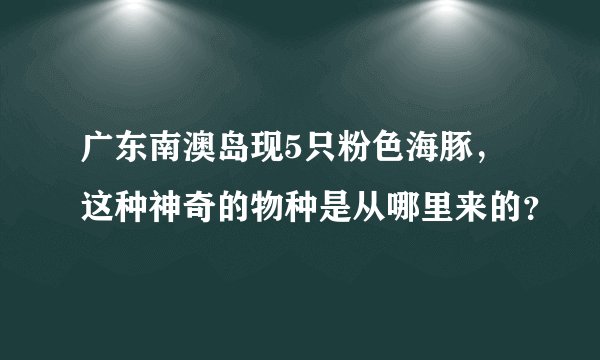 广东南澳岛现5只粉色海豚，这种神奇的物种是从哪里来的？