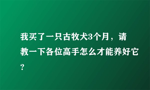 我买了一只古牧犬3个月,请教一下各位高手怎么才能养好它?