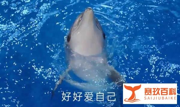 海豚广告太阴间，膜法世家忙致歉！