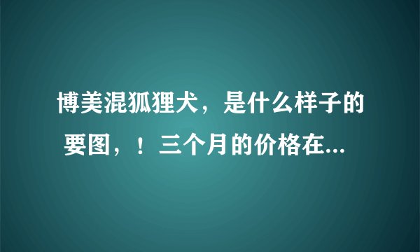 博美混狐狸犬，是什么样子的 要图，！三个月的价格在多少左右！