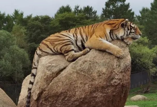块儿八毛猜一生肖