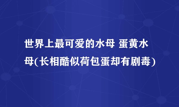 世界上最可爱的水母 蛋黄水母(长相酷似荷包蛋却有剧毒)