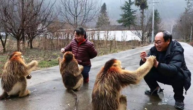 陕西金丝猴坐路边礼貌接游客苹果，金丝猴为何对人类比较友好？