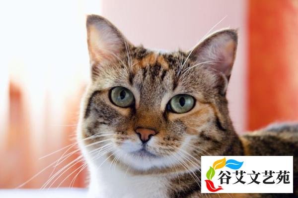 苏菲是什么？为什么苏菲如此广泛的存在于宗教和哲学当中？