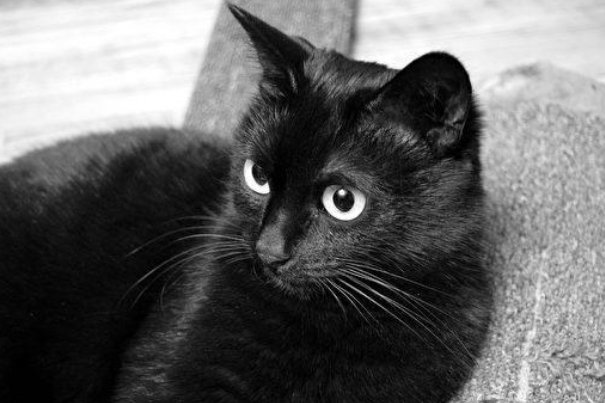 俄罗斯一黑猫逼退棕熊，两者谁的杀伤力更大？