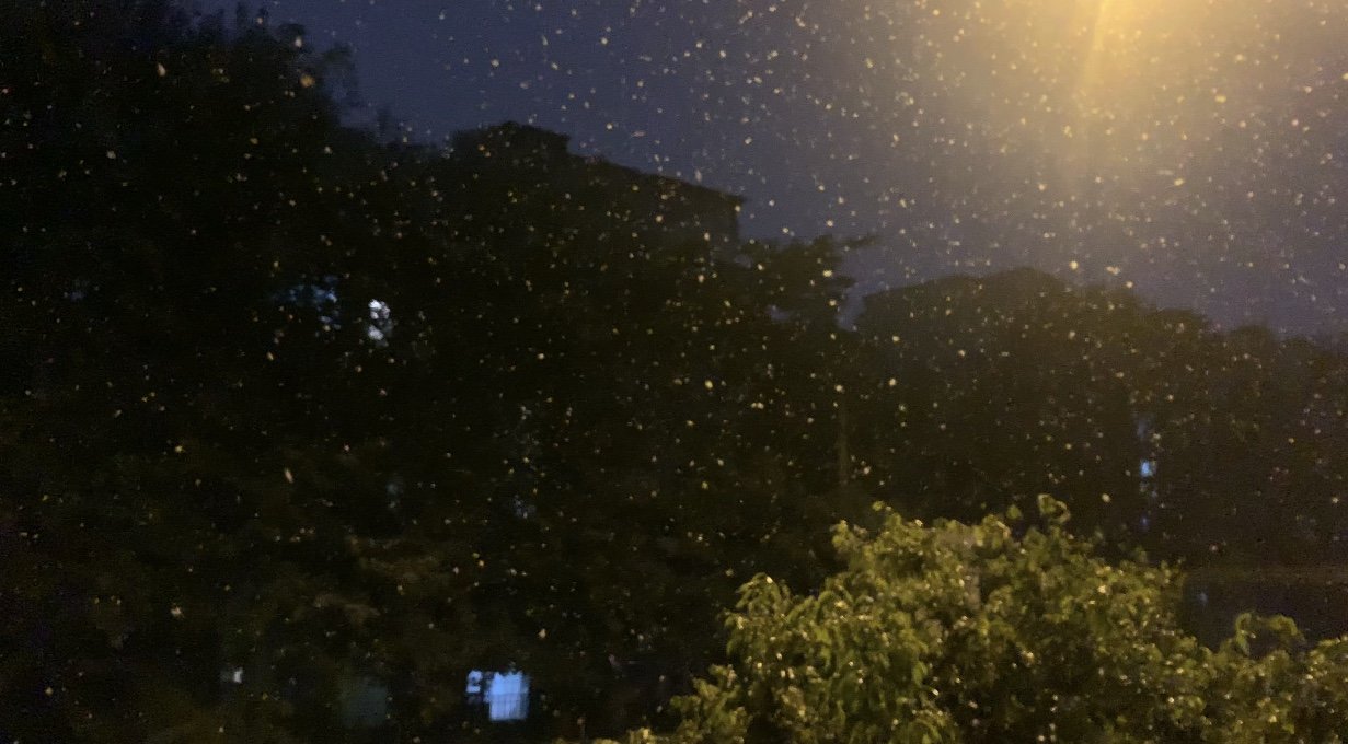 2021年,成都迎来了第一场雪!这场雪给这座城增添了哪些特别之处?