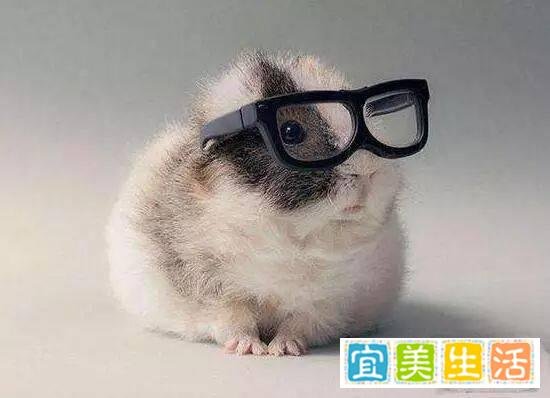 哪些宠物既便宜又好养?十大便宜好养的宠物!