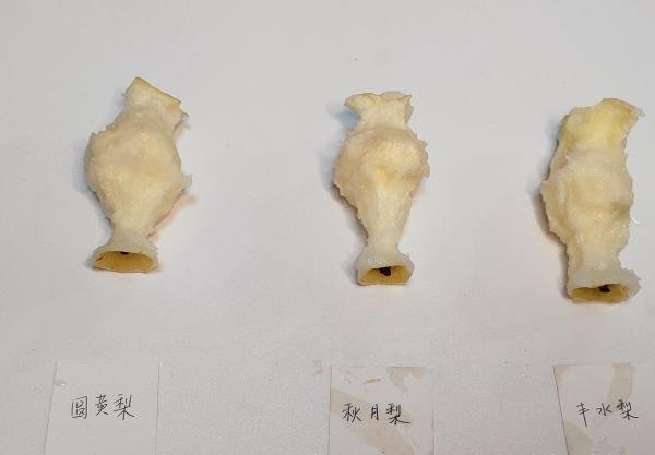 黄皮梨测评之圆黄梨、秋月梨、丰水梨