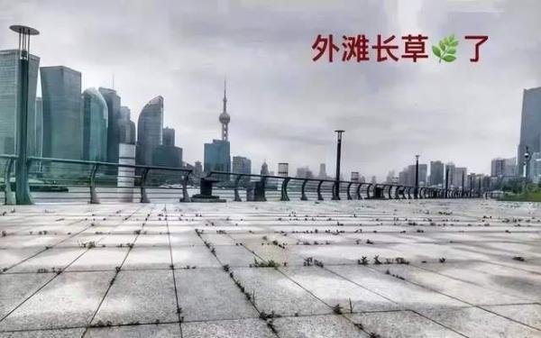 上海外滩长草，究竟意味着什么？