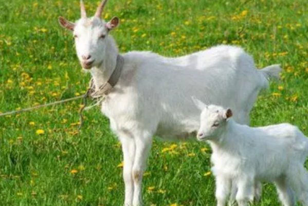 灭门之祸比喻什么动物