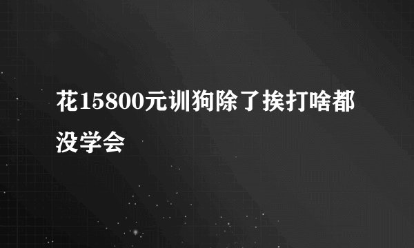 花15800元训狗除了挨打啥都没学会