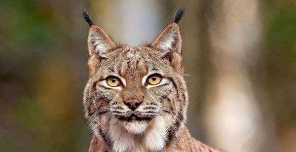 有点离谱,缅因猫竟因太胖被误当猞猁?猞猁和猫都表示很无语