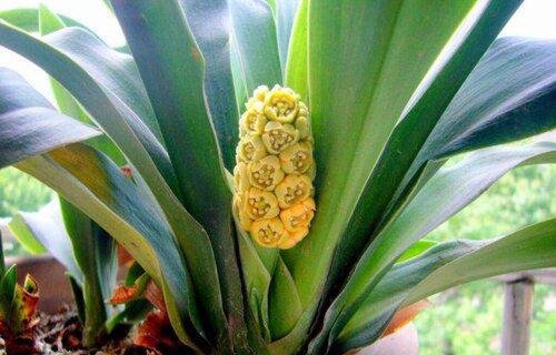 万年青开花吗 开的花什么样子