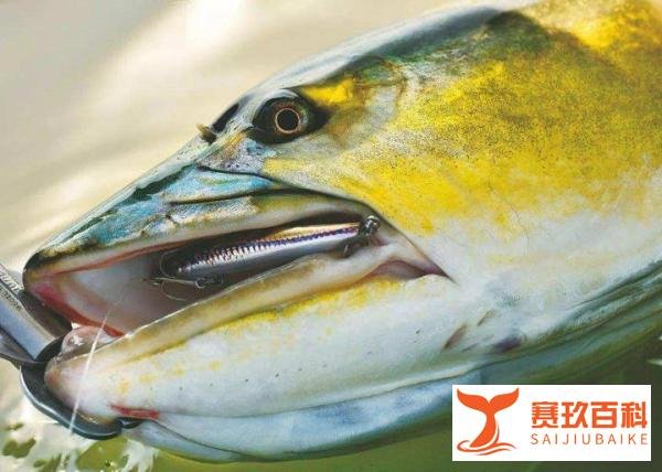 男子湘江里钓到68斤鱤鱼,科学论述,野生鱤鱼跟养殖的有何差别?