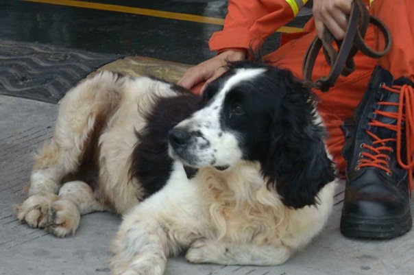 泉州酒店搜救犬贝贝四肢感染 ，现在这只搜救犬的身体情况怎么样？