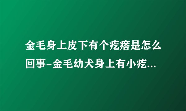 金毛身上皮下有个疙瘩是怎么回事-金毛幼犬身上有小疙瘩是怎么回事怎么治疗？