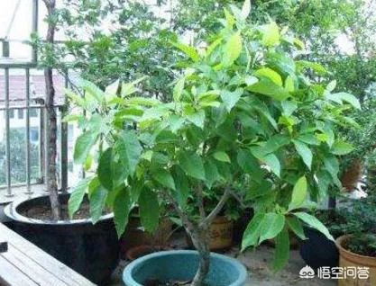 白兰花树怎么养殖？