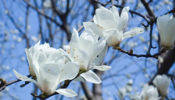 上海的市花是什么 什么花上海的市花