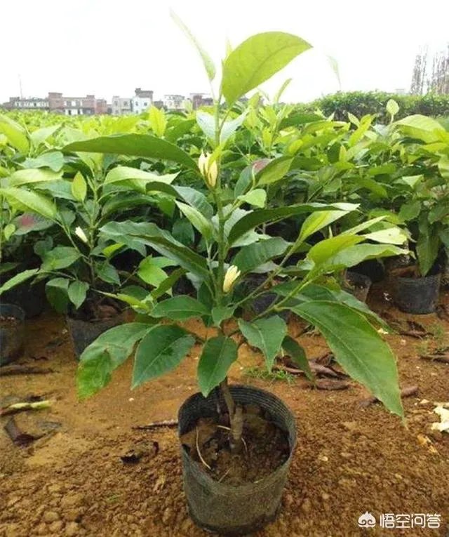 白兰花树怎么养殖？