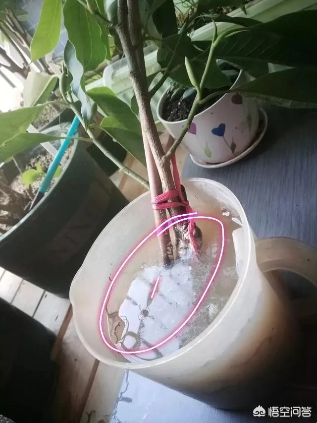 白兰花树怎么养殖？