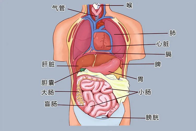 女人五脏六腑高清位置结构图