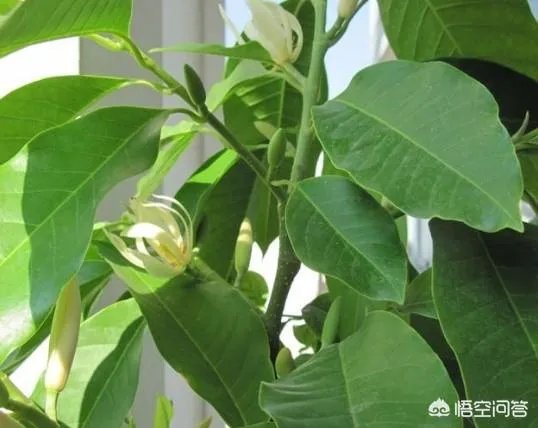 白兰花树怎么养殖？