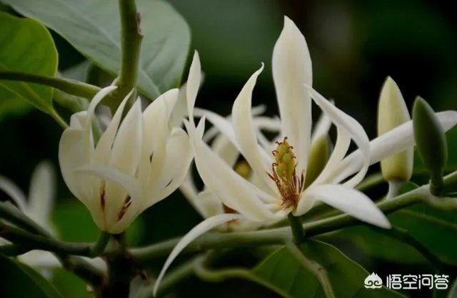 白兰花树怎么养殖？