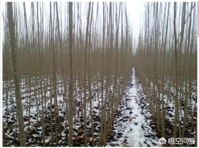 杨树苗什么时间种植比较好?