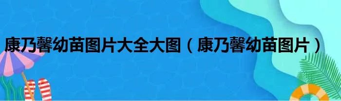 康乃馨幼苗图片大全大图（康乃馨幼苗图片）