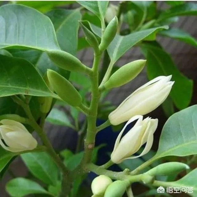 白兰花树怎么养殖？