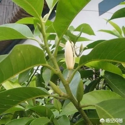 白兰花树怎么养殖？