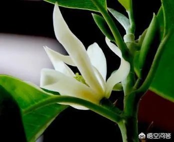 白兰花树怎么养殖？