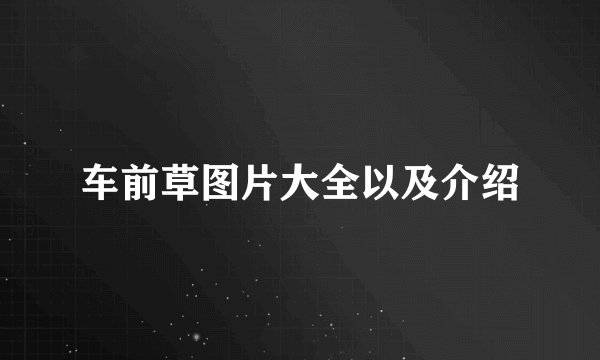 车前草图片大全以及介绍