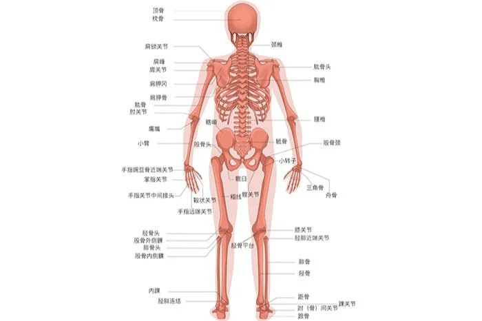 人体骨头结构示意图全身