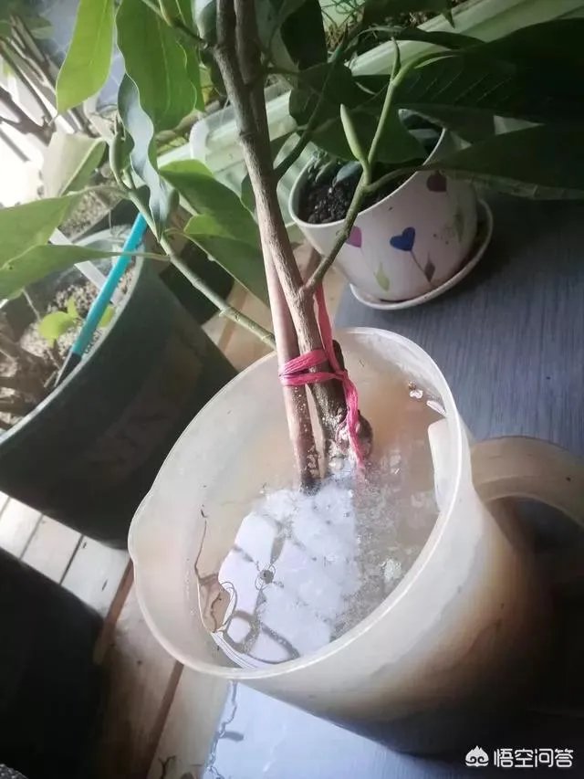 白兰花树怎么养殖？