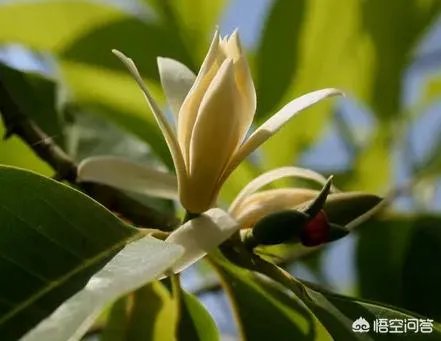 白兰花树怎么养殖？