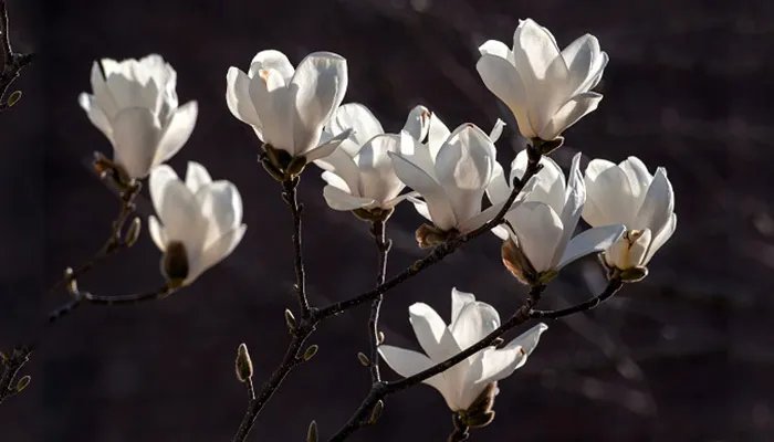 上海的市花是什么 什么花上海的市花