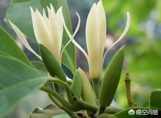 白兰花树怎么养殖？