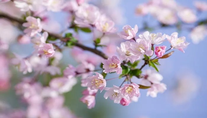 新加坡的国花是什么 新加坡的国花是什么花